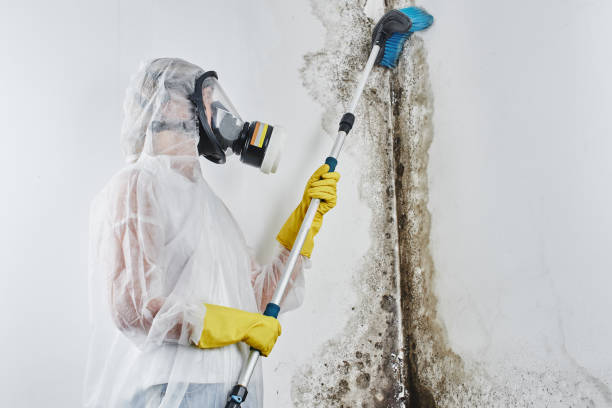 Best Residential Mold Remediation in Rainelle, WV