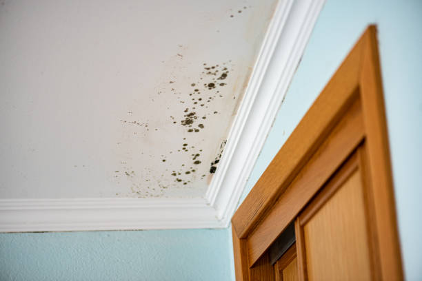Best Basement Mold Remediation in Rainelle, WV