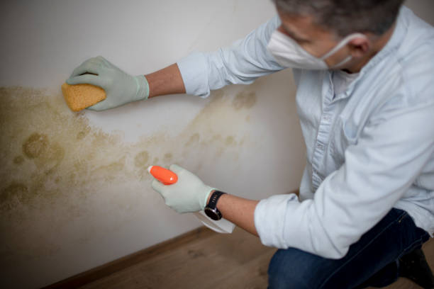 Best Localized Mold Remediation (e.g., coastal areas, humid climates) in Rainelle, WV