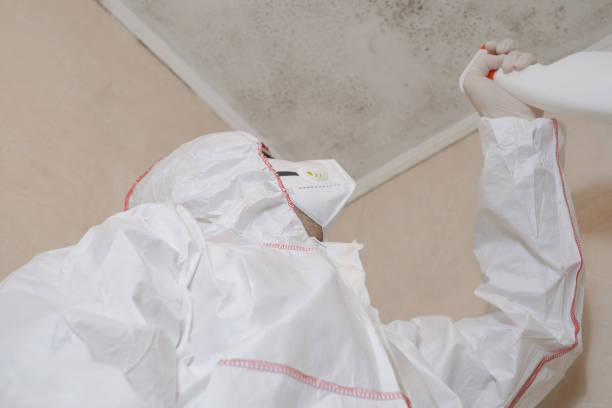 Best DIY Mold Remediation Support Services in Rainelle, WV