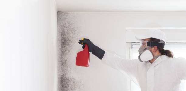 Best Post-Flood Mold Remediation in Rainelle, WV