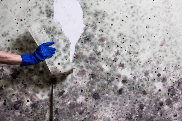 Best Emergency Mold Remediation in Rainelle, WV