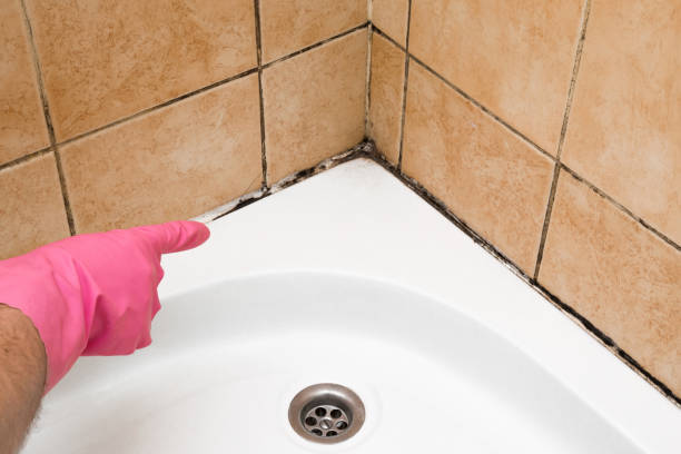 Best Attic Mold Remediation in Rainelle, WV